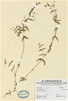 藏品(天蓬草)的圖片